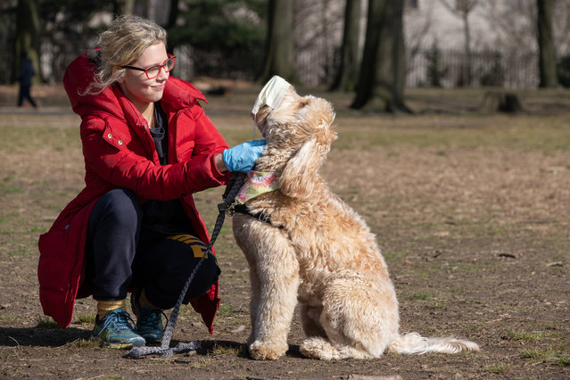 Dog walker Charis tries to show her dog how to protect himself from the coronavirus in Prospect Park, Brooklyn on March 17, 2020. (Photo by Gabriella Bass/The New York Post)
