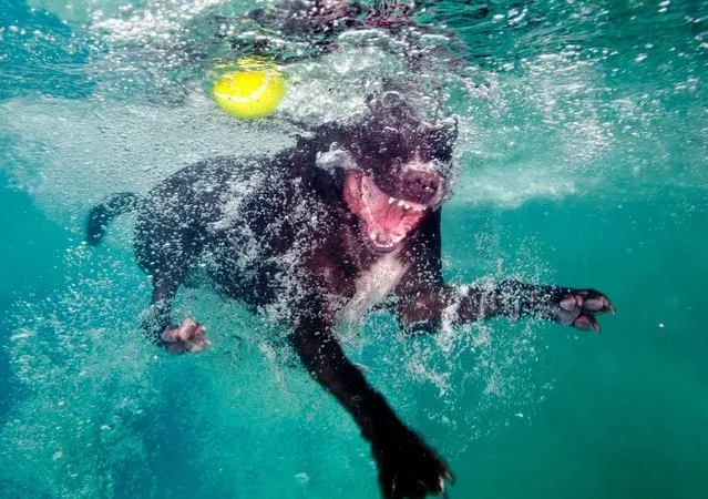 Photographer Lucy Ray says she has been scratched by the pooches who are diving underwater to try and catch a tennis ball. Their wide-eyed desperation has been captured by a specialist underwater photographer who admits she has been bitten and scratched by the pooches who only had eyes for the ball. Lucy Ray, 34, said: “A dog could have the cutest face on land but as soon as they get in the water they can be terrifying. Their eyes bulge and teeth shoot out of their mouth just like an alien as they try to catch the ball”. (Photo by Lucy Ray)