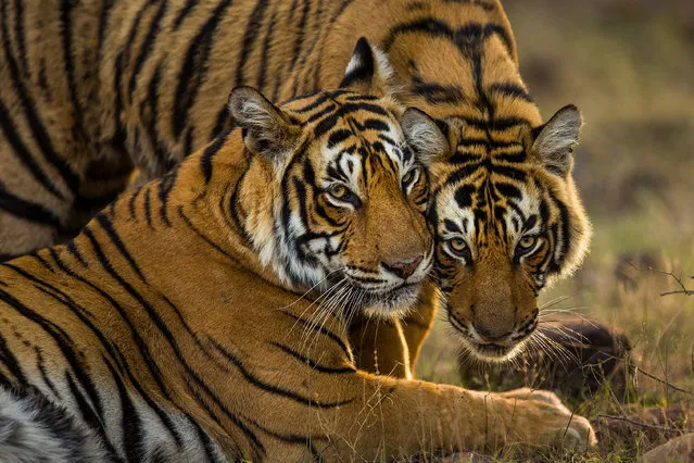 A pair of young Bengal tigers in India’s Ranthambore national park. Less than 4,000 tigers are left in the wild, a consequence in part due to poaching to supply consumer demand for their body parts, mostly in China and southeast Asia. (Photo by Sudhir Shivaram/Photographers Against Wildlife Crime/Wildscreen/The Guardian)