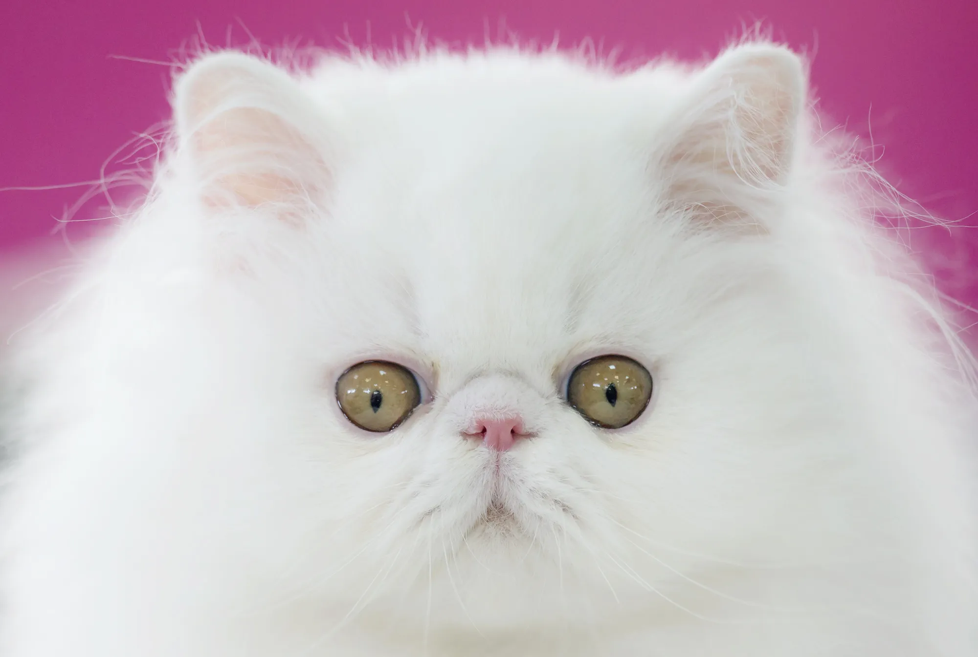 Светло светлый весело хорошо. Персидские коты. Кот породы персидский. Персидская кошка белая. Персидская кошка красивая.
