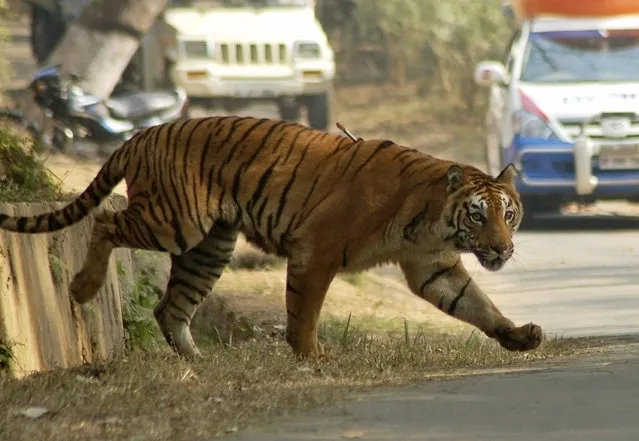 One of the two adult tigers, with a tranquilizer dart on its body, walks inside the Assam State Zoological cum Botanical Garden in Guwahati January 30, 2010. (Photo by Utpal Baruah/Reuters)