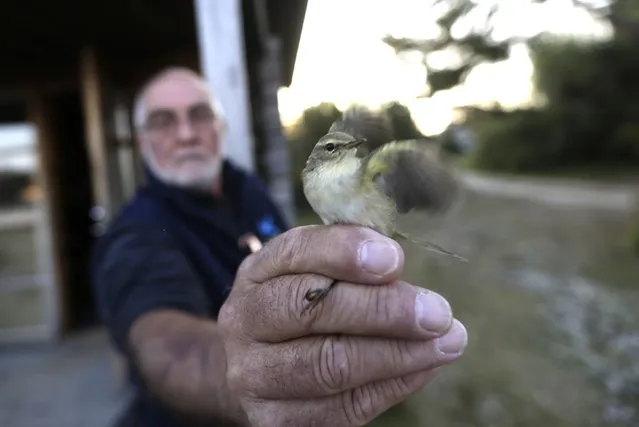 Ornithologist Eric Patric of Britain shows a chiffchaff (Phylloscopus collybita) during a bird migration study in Kabli September 20, 2014. (Photo by Ints Kalnins/Reuters)