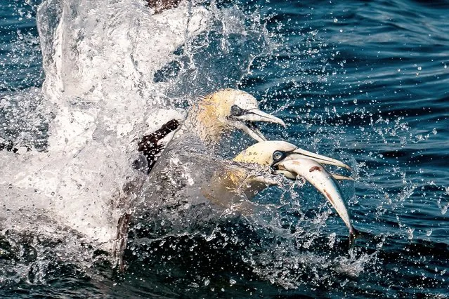 A pair of gannets squabble over their fish dinner off Bempton Cliffs, by the town of Bridlington, Yorks in September 2022.(Photo by Simon Jenkins/Solent News & Photo Agency)