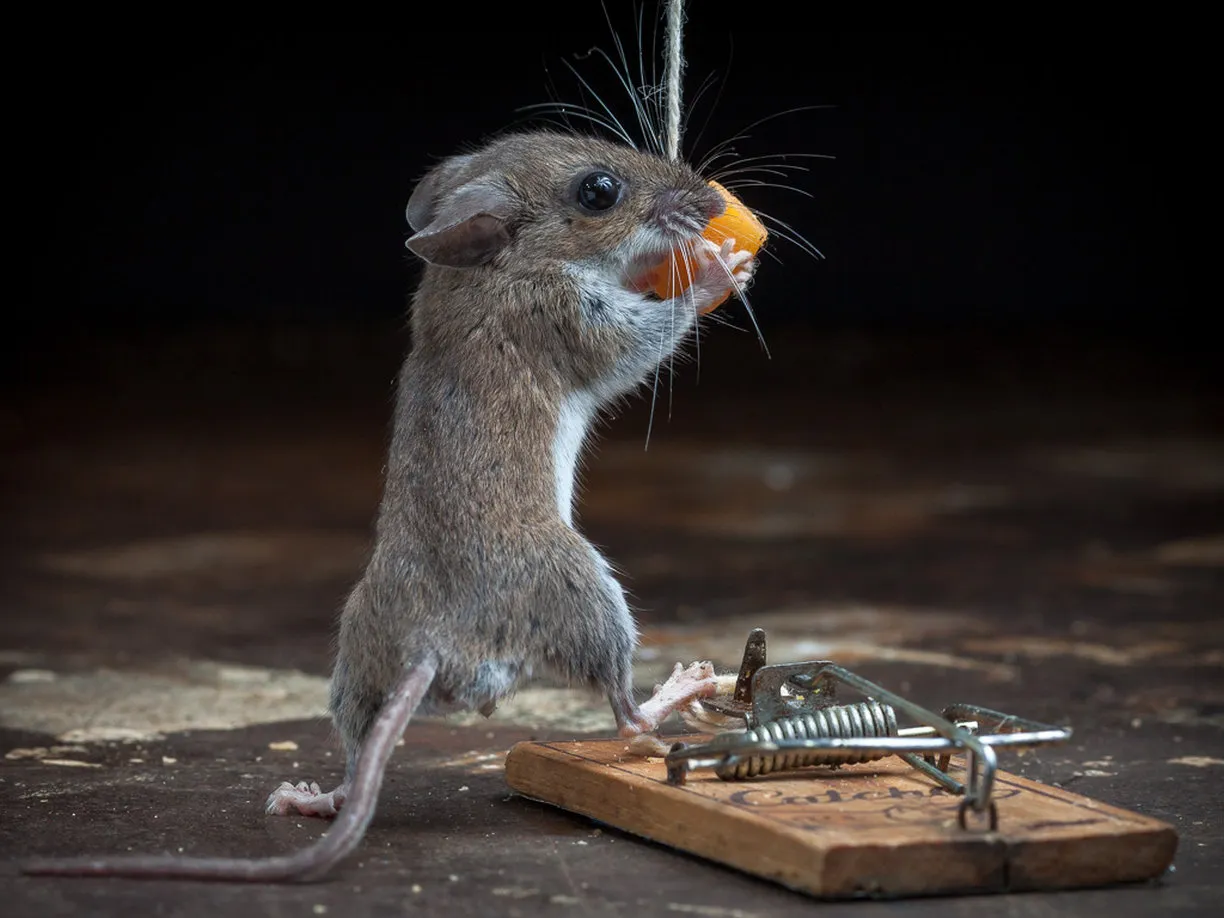 Наведи мышку. Мышка. Забавные мышата. Смешная мышь. Смешной мышонок.