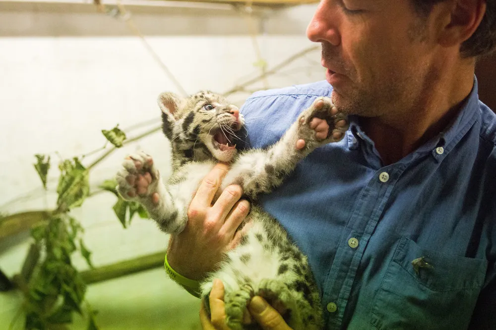 Nimbus, a 2-Month Old Clouded Leopard Cub