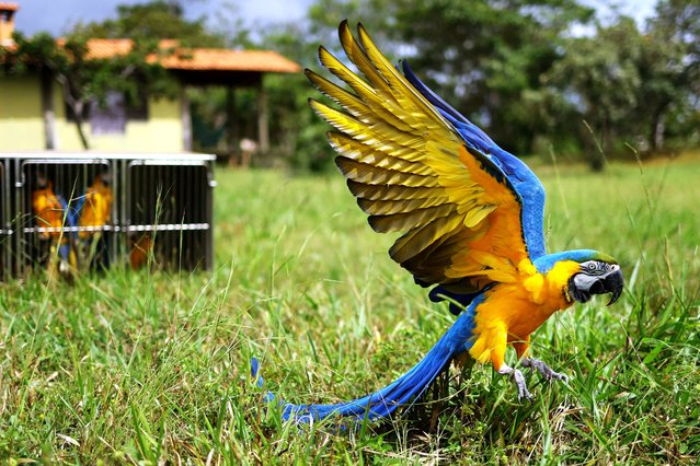 Caninde macaw rescued by Ibama from wildlife trafficking and ill-treatment is pictured as it returns to the wild after a long rehabilitation process, at ecological reserve Chapada Imperial, in Brasilia, Brazil, on March 28, 2025. (Photo by Ueslei Marcelino/Reuters)