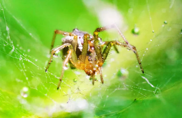 A close-up view of a spider, in San Jose, Costa Rica, 14 April 2021. With the arrival of the rains, insects reappear in many areas of the country, as Costa Rica has more than 35 thousand species of insects. (Photo by Jeffrey Arguedas/EPA/EFE)