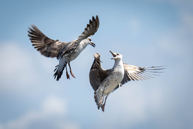Seagulls, the winged residents of Lisbon, are seen along the banks of the Tejo River and in various parts of the city in Portugal on May 9, 2025. (Photo by Didem Mente/Anadolu via Getty Images)