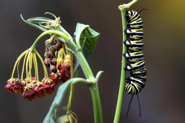 A Monarch butterfly caterpillar is pictured on a plant in North Miami Beach, Florida on March 19, 2016. (Photo by Carlo Allegri/Reuters)