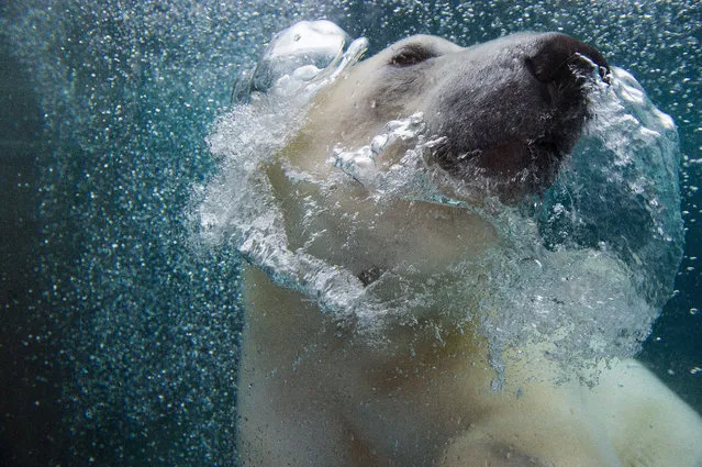 An polar bear swims on November 13, 2014, at the zoo, in Mulhouse, eastern France. (Photo by Sebastien Bozon/AFP Photo)