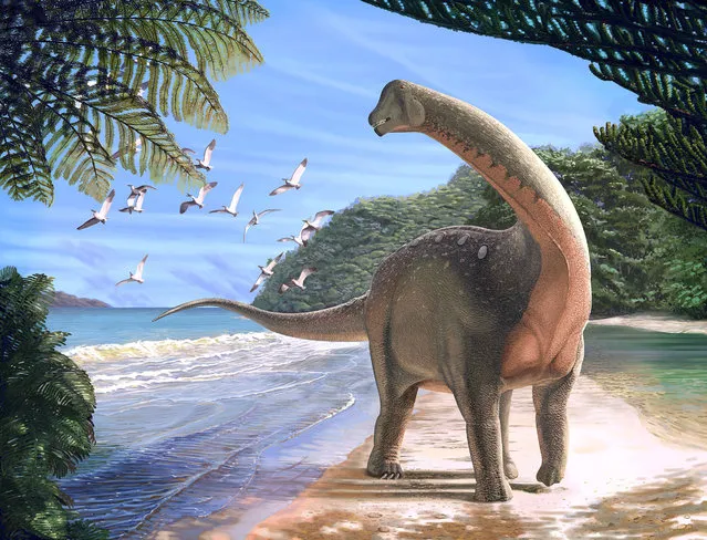 Artist's life reconstruction of the titanosaurian dinosaur Mansourasaurus shahinae on a coastline in what is now the Western Desert of Egypt approximately 80 million years ago is pictured in this undated handout image obtained by Reuters on January 29, 2018. (Photo by Andrew McAfee/Reuters/Carnegie Museum of Natural History)