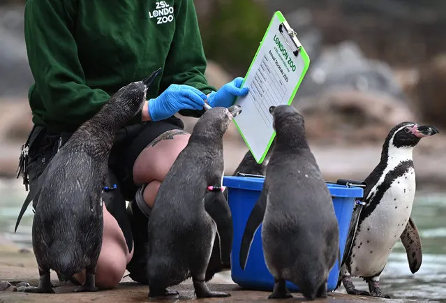 Humboldt Penguins are counted during the annual stocktake at London Zoo in London, Tuesday, January 3, 2023. Caring for over 500 different species, zookeepers will be kicking off the new year by tallying up every mammal, bird, reptile, fish and invertebrate at the Zoo – from gorillas to turtles. (Photo by Justin Tallis/AFP Photo)
