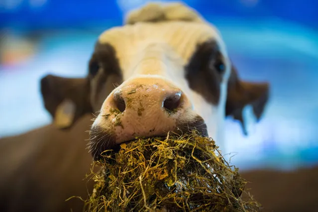 An “Abondance” breed cow eats hay during the 55 th International Agriculture Fair (Salon de l' Agriculture) at the Porte de Versailles exhibition center on February 28, 2018 in Paris. The Paris International Agriculture Fair is held from February 24 to March 4, 2018. (Photo by Gerard Julien/AFP Photo)