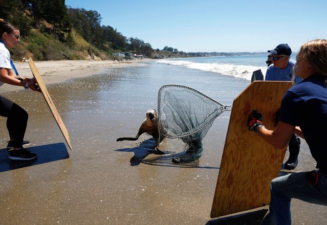 Marine Mammal Center volunteers attempt to corral a stranded California sea lion at New Brighton State Beach on August 20, 2025 in Capitola, California. The Marine Mammal Center is seeing an unprecedented surge of sick California sea lions, a vast majority infected with leptospirosis, a disease that can cause irreversible kidney damage. The Marine Mammal Center has seen over 100 sea lions with leptospirosis since July 1, and nearly two-thirds have not survived. (Photo by Justin Sullivan/Getty Images)