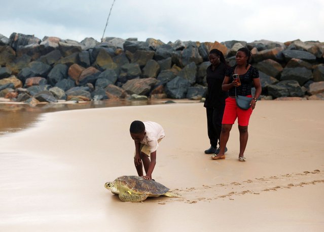 A boy touch the shell of a rescued sea turtle as it swims into the Atlantic Ocean after a coastal cleanup marking World Cleanup Day, in Lagos, Nigeria, on September 20, 2025. (Photo by Sodiq Adelakun/Reuters)