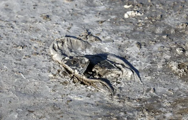 A shoe is seen on the mud in the onetime spa and resort town Epecuen, November 6, 2015. (Photo by Enrique Marcarian/Reuters)