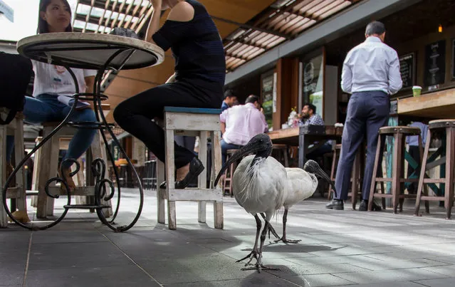 “It’s the very things that disgust passersby that enable ibis to survive against seemingly insurmountable odds in cities”, wrote one fan in 2015. (Photo by Rick Stevens/The Guardian)