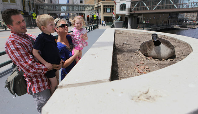 Michael and Michelle Schwade stand with their two kids, Samuel 4, and Ellie 1, while looking at a Canada goose that has taken up residence on near the Wisconsin Ave. Bridge on Tuesday, April 30, 2013. The goose is near to the statues dedicated to Gertie the duck who made international news when she built her nest next to the same bridge in 1945 and captured the attention of Milwaukee at the end of the war. A statue commemorating “Gertie the Duck” sits on the other side of the bridge. The goose has several eggs she is sitting on. (Photo by Mike De Sisti)