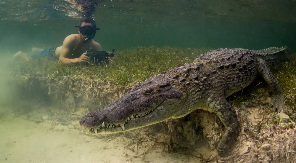 How the Pros Film Crocodiles Up Close