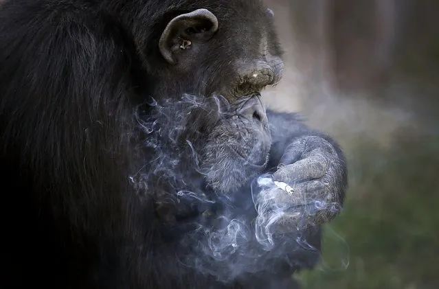 Azalea, whose Korean name is “Dalle”, a 19-year-old female chimpanzee, smokes a cigarette at the Central Zoo in Pyongyang, North Korea on Wednesday, October 19, 2016. According to officials at the newly renovated zoo, which has become a favorite leisure spot in the North Korean capital since it was re-opened in July, the chimpanzee smokes about a pack a day. They insist, however, that she doesn’t inhale. Thrown a lighter by a zoo trainer, the chimpanzee lights her own cigarettes. If a lighter isn't available, she can light up from lit cigarette if one is tossed her way. Though such a sight would draw outrage in many other locales, it seemed to delight visitors who roared with laughter on Wednesday as the chimpanzee, one of two at the zoo, sat puffing away as her trainer egged her on. The trainer also prompted her to touch her nose, bow thank you and do a simple dance. Renovations for the new zoo began in 2014, as part of North Korean leader Kim Jong Un's efforts to create more modern and impressive structures and leisure centers around the capital. The zoo actually dates back to 1959, when Kim Il Sung, the nation's first leader and the grandfather of Kim Jong Un, ordered it built on the outskirts of the city. According to its official history, the zoo started off with only 50 badgers. (Photo by Wong Maye-E/AP Photo)