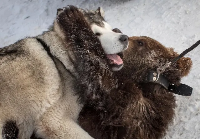 Andreyka, a 10-month-old female bear cub, plays with Rommi, an Alaskan malamute, at the Siberian Zoo in the settlement of Listvyanka, Irkutsk Region, Russia on December 9, 2020. The bear cub, which was found in a weak condition earlier this year, now play-fights with the Alaskan malamute, who adopted her and has seen three generations of bear cubs brought up in the Siberian zoo and released back into the wild. (Photo by Yuri Novikov/Reuters)