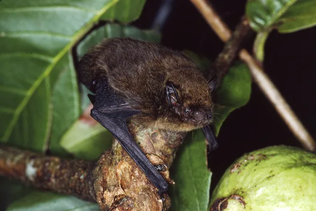 The Christmas Island pipistrelle bat ( Pipistrellus murrayi) – endemic to Australia’s Christmas Island – has been declared extinct. The population of this species rapidly declined from being common and widespread in the 1980s to between four and 20 animals in January 2009. Only one individual remained in August 2009, and it disappeared later that month. (Photo by Courtesy Lindy Lumsden/IUCN)