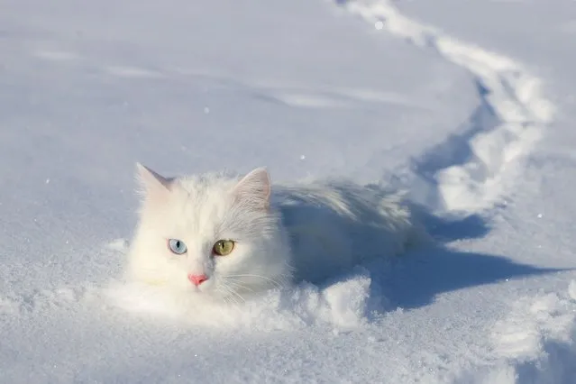 Van cat walks in the snow in Yuzuncu Yil University's “cat villa” where they are carefully cared, in Van, Turkiye on January 21, 2022. One of the most important symbols of Van province of Turkiye endangered Van cats are taken under protection at the Van Cat Research and Application Center of Yuzuncu Yil University. They have been the subject of many scientific studies with their unique characteristics. Efforts are continuing to protect the extinction of the Van cat, which is known for its sensuality, friendliness, white silky fur, lion's walk, fluffy tail, different eye colors and fondness for water. (Photo by Ozkan Bilgin/Anadolu Agency via Getty Images)