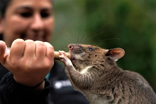 San Diego Zoo wildlife care specialist Lauren Credidio provides a treat to Runa, an African giant pouched rat, after she searched and found a pouch of chamomile tea during a presentation at the zoo Thursday, April 13, 2023, in San Diego. Runa weekly in demonstrations at the zoo to show how her keen sense of smell can be used to find everything from illegal shipments of wildlife to landmines. The organization that trained Runa has started providing the rats to U.S. zoos with the hope of changing the public's perception of the animals. (Photo by Gregory Bull/AP Photo)
