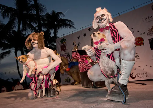 Stacy Czerwinski (L) and Tim Donald, who took second place in the Pet/Owner Lookalike category, show off their Jack Russell terriers during the Fantasy Fest Pet Masquerade in Key West, Florida, U.S. on October 26, 2016. (Photo by Courtesy Rob O'Neal//ReutersFlorida Keys News Bureau)