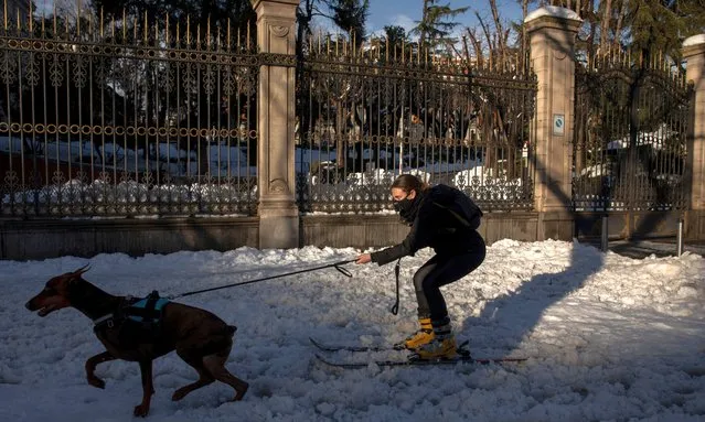 A woman on skis is pulled by her dog on a snowy street a day after the heaviest snowfall in decades on January 10, 2021 in Madrid, Spain. Storm Filomena brought more than 50cm of snow to the Spanish capital, the most in decades. (Photo by Pablo Blazquez Dominguez/Getty Images)