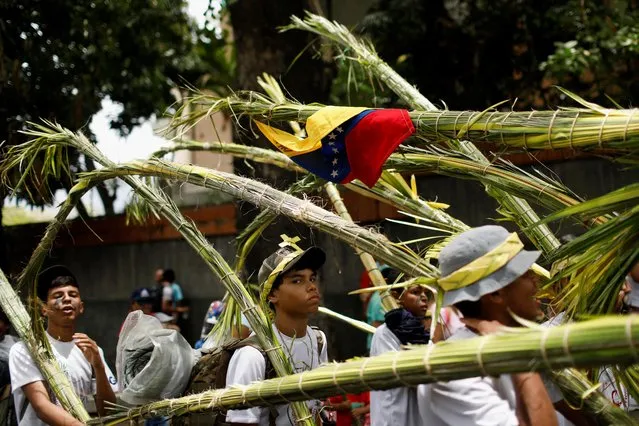 Members of the Palmeros de Chacao brotherhood carry packs of palm leaves to be blessed at a Catholic church to mark the beginning of the Holy Week, in Caracas, Venezuela on April 1, 2023. (Photo by Leonardo Fernandez Viloria/Reuters)