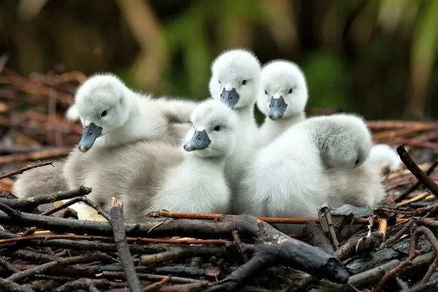 The first cygnets of the year have hatched at a famous swannery during the King's Coronation on May 8, 2023 – ushering in the start of summer. According to an ancient proverb, the spectacle of the first baby swan at historic Abbotsbury Swannery in Dorset marks the first day of British summertime. The first of more than 100 nests has now started hatching a few days ahead of schedule. They will soon be joined by hundreds of cygnets that are due to arrive by the end of the month. (Photo by CharlieWheeler/AbbotsburySwannery/Bournemouth News)