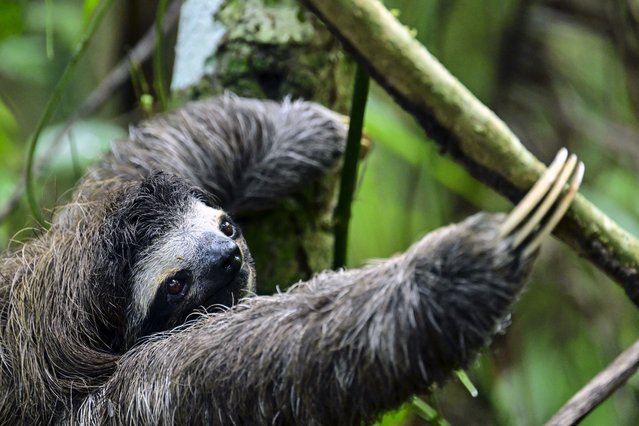 A threetoed sloth (Bradypus spp.) hangs from a branch in Metropolitan Natural Park, a protected area in Panama City, on December 22, 2025. Metropolitan Natural Park is the main green lung of Panama City and one of the few tropical forests located within a capital city in Latin America. Covering more than 230 hectares of jungle, trails and viewpoints, the park is home to a remarkable diversity of wildlife, including sloths, howler monkeys, deer and more than 250 bird species. (Photo by Martin Bernetti/AFP via Getty Images)