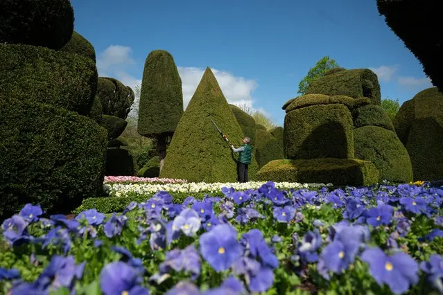 Head Gardener Chris Crowder works to prepare the world's oldest topiary garden in the grounds of Levens Hall, an Elizabethan stately home, near Kendal in north-west England on May 12, 2023. Levens Hall is hosting their 'World Topiary Day' on May 14, 2023 as a celebration of the art of topiary. Topiary is the centuries old skill of shaping and cutting small-leaved trees and bushes into geometric shapes or forms which resemble objects and people. The Hall's topiary garden, comprising of ancient box and yew trees, was designed by Monsieur Guillaume Beaumont and established from 1694. (Photo by Oli Scarff/AFP Photo)
