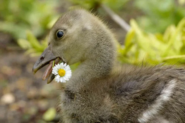 A Greylag gosling eats a daisy as he forrages in the flowers growing in St James's Park in London, Tuesday, May 30, 2023. (Photo by Kirsty Wigglesworth/AP Photo)