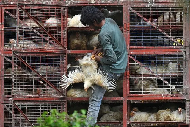 A worker takes out chickens from a cage for delivery at a restaurant in Mumbai on June 14, 2023. (Photo by Indranil Mukherjee/AFP Photo)