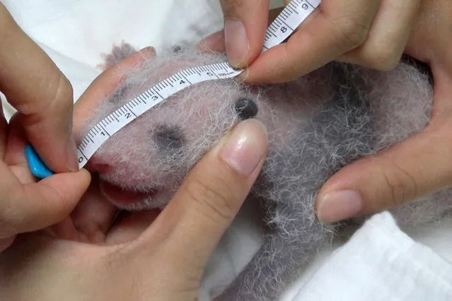 A recently born panda cub of giant panda Yuan Yuan at Taipei Zoo in Taipei, on July 19, 2013. The public will have to wait three months to catch a glimpse of the first panda born in Taiwan, officials said after she was successfully delivered by parents who were gifted from China. (Photo by AFP Photo/Getty Images)
