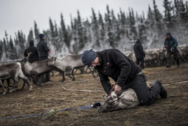 A Sami man from the Vilhelmina Norra Sameby, labels a reindeer calf on October 27, 2016 near the village of Dikanaess, about 800 kilometers north-west of the capital Sweden. (Photo by Jonathan Nackstrand/AFP Photo)