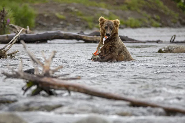 Alternate crop) A brown bear eats his catch while fishing for salmon on August 12, 2023 near Brooks Falls, Alaska. (Photo by John Moore/Getty Images)