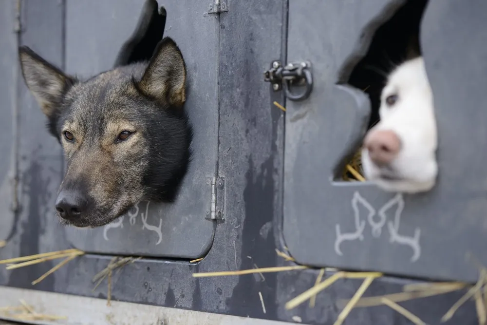 Iditarod Trail Sled Dog Race In Alaska