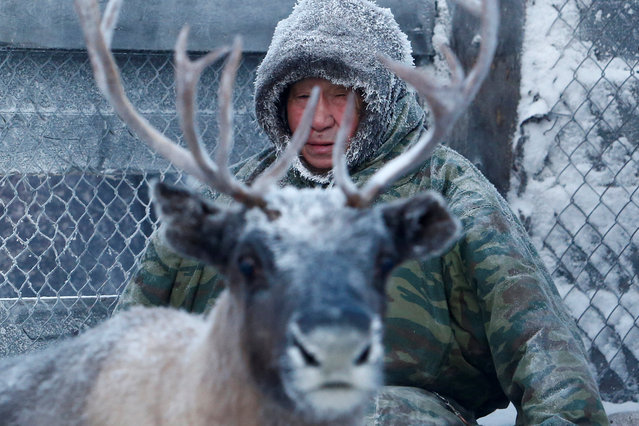 A herder sits inside the enclosure where they select and sort reindeer in the settlement of Krasnoye in Nenets Autonomous District, Russia, November 29, 2016. (Photo by Sergei Karpukhin/Reuters)