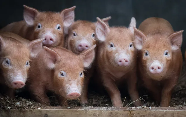 Recently arrived rare breed Tamworth Piglets settle into their new home at the farm at the Lost Gardens of Heligan near St Austell on December 14, 2016 in Cornwall, England. Eighteen piglets were born at the farm last week which breeds the rare breed pigs twice a year. The Lost Garden's of Heligan's farm is home to a variety of traditional and rare breed livestock and poultry, which is managed using a mixture of traditional breeds and sustainable, low intensity techniques. The farm's cows, pigs and sheep are all reared for meat, which is butchered locally and provides a locally produced meat for the Heligan Tearoom. (Photo by Matt Cardy/Getty Images)