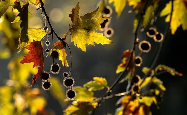 Autumn leaves and seeds of a sycamore tree are illuminated by the sun in a park near Dojran Lake in southeastern Macedonia, November 3, 2013. (Photo by Boris Grdanoski/Associated Press)