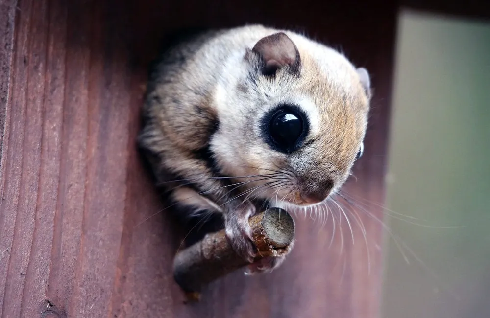 The Week in Pictures: Animals, April 4 – April 10, 2015