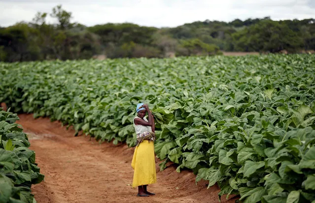 A farm worker looks on during the harvesting of tobacco at Dormervale farm east of Harare, Zimbabwe, November 28, 2017. (Photo by Siphiwe Sibeko/Reuters)