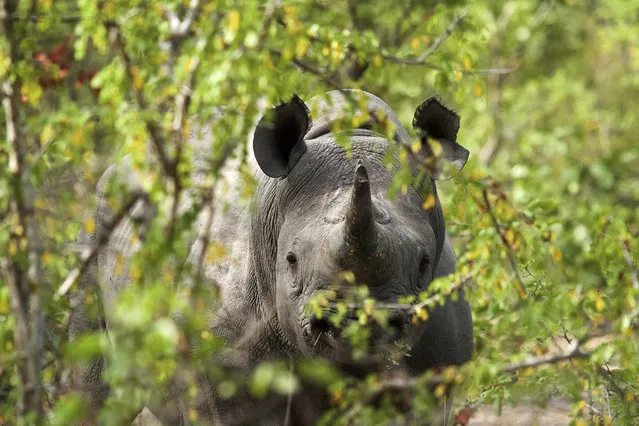 This 2016 photo provided by African Parks shows a black rhino under protection in Malawi's Liwonde National Park, managed by African Parks in partnership with the Department of National Parks and Wildlife. In many African countries, wildlife tourism provides much of the money to maintain parks where vulnerable species such as elephants, lions, rhinos and giraffes live. But after the new coronavirus struck, “the entire international tourism sector basically closed down overnight in March”, said Peter Fearnhead, the CEO of nonprofit African Parks, which manages 17 national parks and protected areas in 11 countries. (Photo by Frank Weitzer/African Parks via AP Photo)