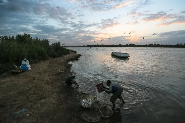 In this Thursday, April 16, 2015 photo, Sudanese fisherman wash their day's catch  in the early morning hours by the Nile River bank, in Omdurman, Khartoum, Sudan. Fishing is the one of the most common vocations in Sudan, with the Nile River traversing the country from South to North. (Photo by Mosa'ab Elshamy/AP Photo)