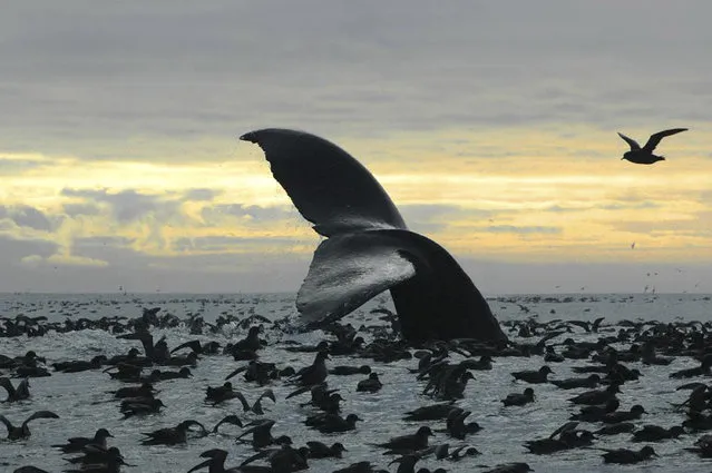 This September 7, 2005 photo released by National Oceanic and Atmospheric Administration shows a humpback whale diving among an aggregation of short-tailed shearwaters in Cape Cheerful, near Unalaska, Alaska. (Photo by Brenda Rone/National Oceanic and Atmospheric Administration via AP Photo)