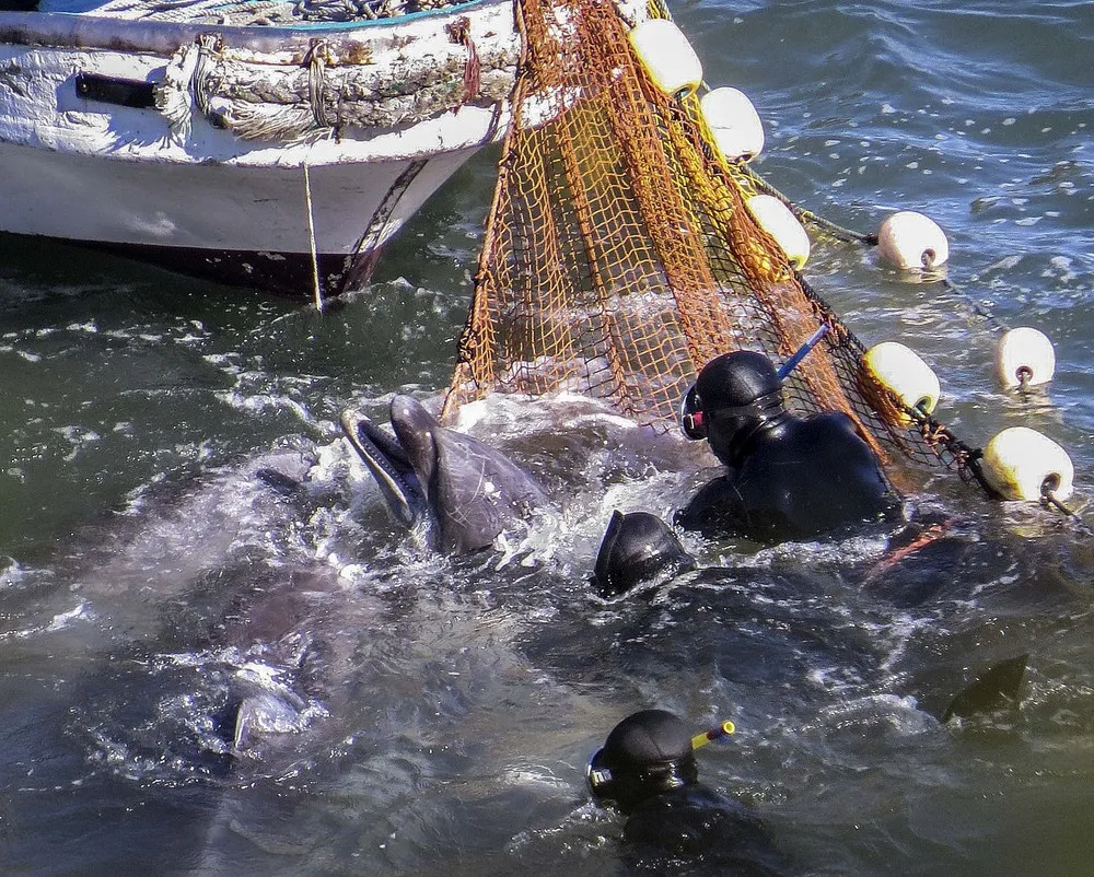 The Week in Pictures: Animals, January 18 – January 25, 2014