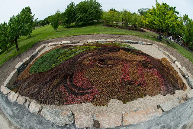 Monumental Plant Sculptures At The 2013 Mosaicultures Internationales De Montreal
